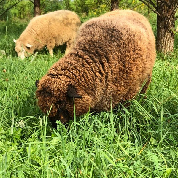 Black Romney Washed Wool - 100% Ontario Canada Grown Wool from Pure Romney Sheep