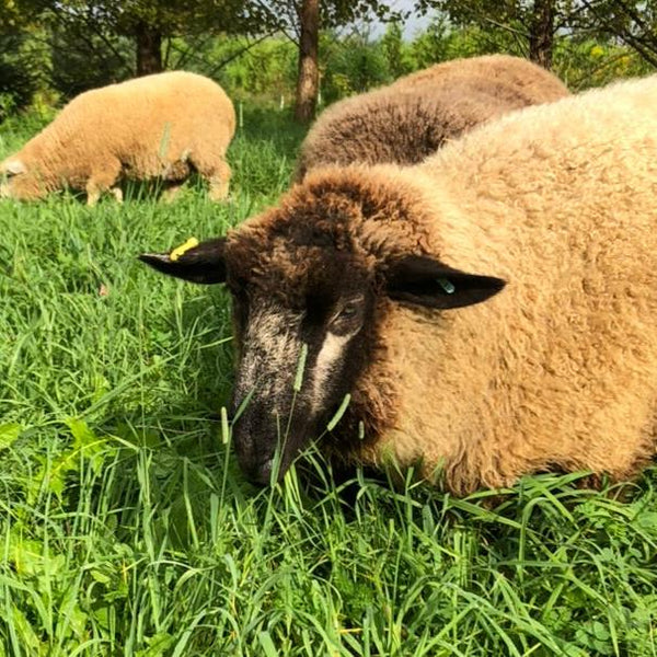 Grey Romney Wool Roving - 100% Ontario Canada Grown Wool from Pure Romney Sheep