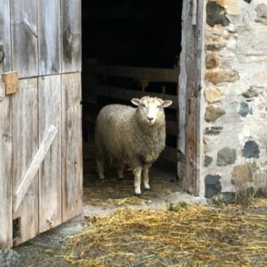 White Romney Washed Wool - 100% Ontario Canada Grown Wool from Pure Romney Sheep