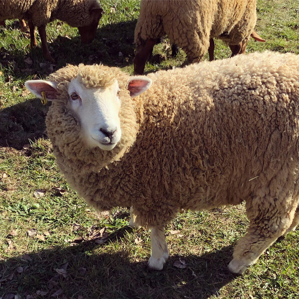 White Romney Washed Wool - 100% Ontario Canada Grown Wool from Pure Romney Sheep