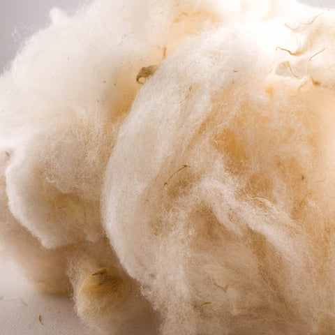 Tunis Washed Wool - 100% Ontario Canada Grown Wool from Purebred Tunis Sheep