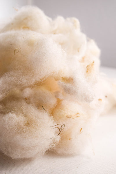 Tunis Washed Wool - 100% Ontario Canada Grown Wool from Purebred Tunis Sheep